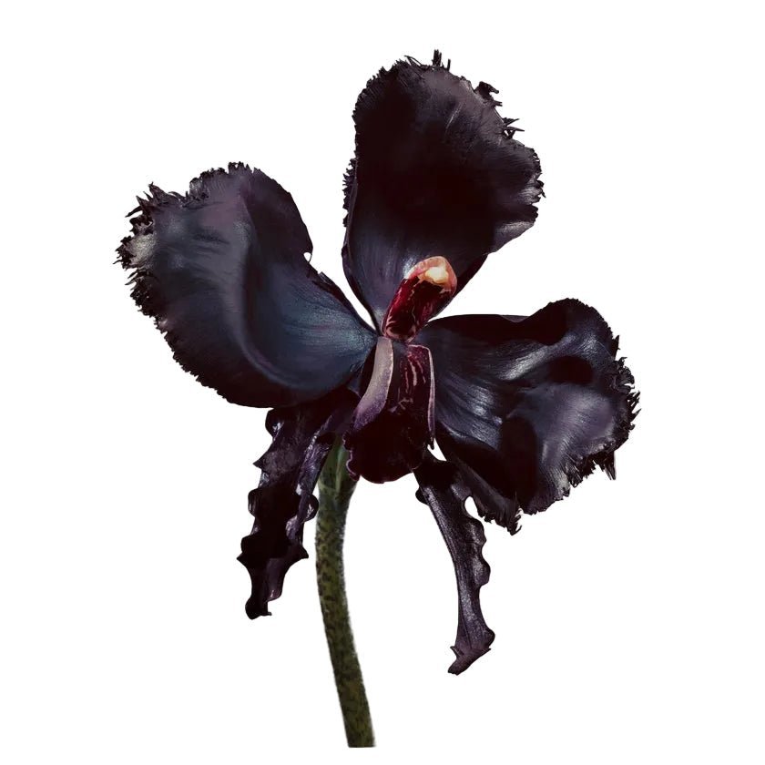 Tom Ford Black Orchid Reserve - Image 2